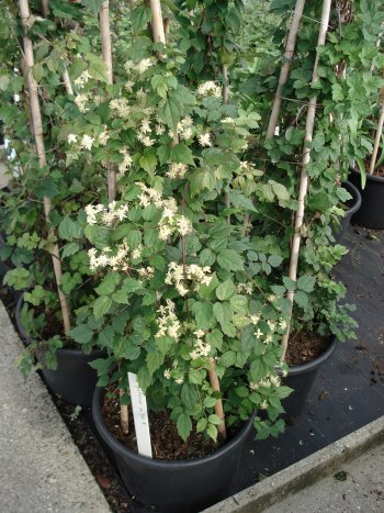 clematis gouriana