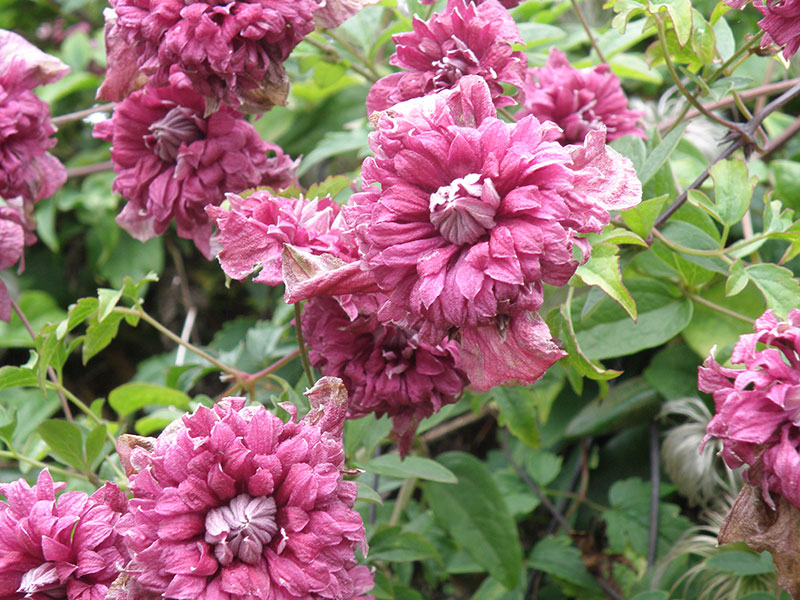 Purpurea Plena Elegans